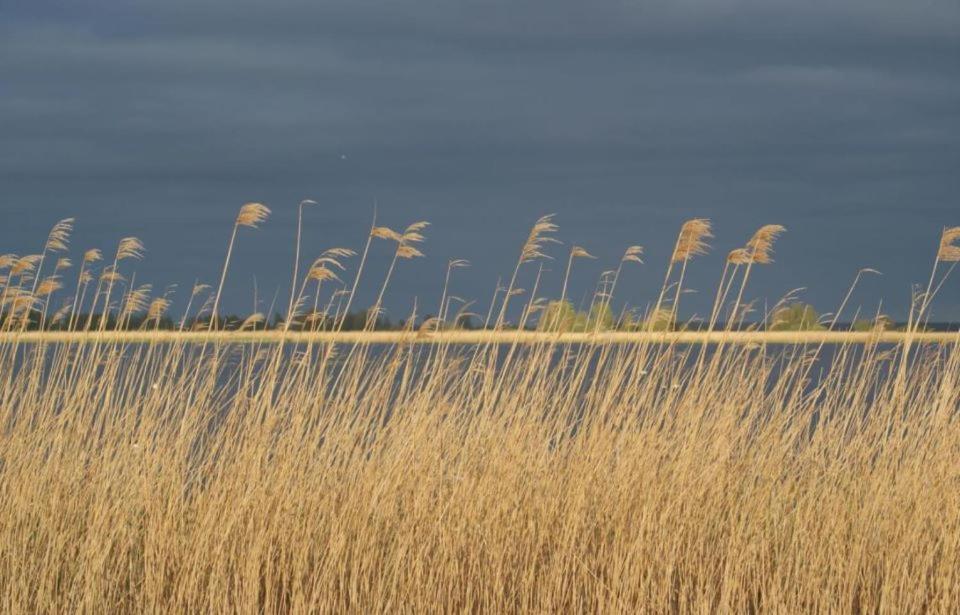 Bellemare Bungalow Lauwersmeer Mit Ueberdachte Veranda Und Eingezaeuntem Garten Anjum 외부 사진