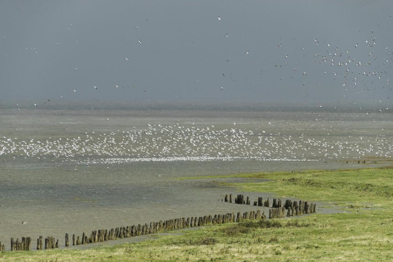 Bellemare Bungalow Lauwersmeer Mit Ueberdachte Veranda Und Eingezaeuntem Garten Anjum 외부 사진